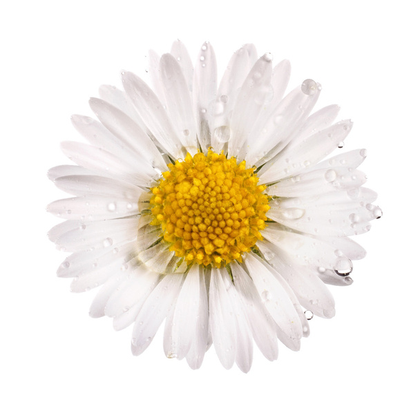 露を帯びた白いデイジーの花をドロップします。 - 写真・画像