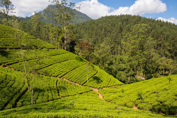 Zöld természeti tájak _ teaültetvény Srí Lankán - Fotó, kép