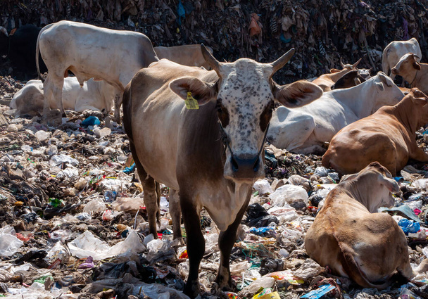 A herd of cows looking for food in the landfill, in Indonesia - Photo, Image