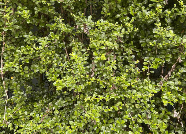 una fotografía de un arbusto con hojas verdes y una boca de incendios roja, intercambio de parejas colgando de un árbol con hojas verdes en un jardín. - Foto, imagen