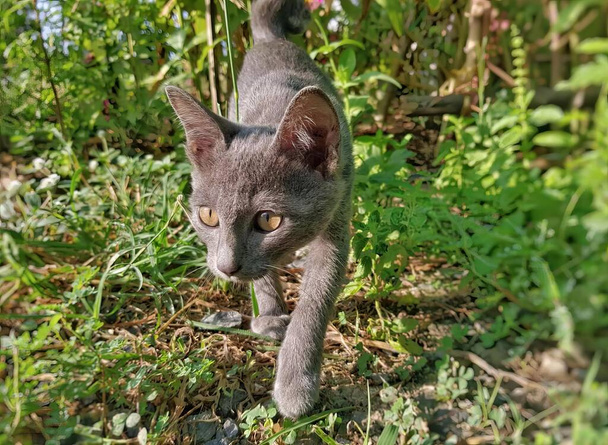 a photography of a cat walking through the grass in the woods, egyptian cat walking in the grass with a blurry background. - Photo, Image