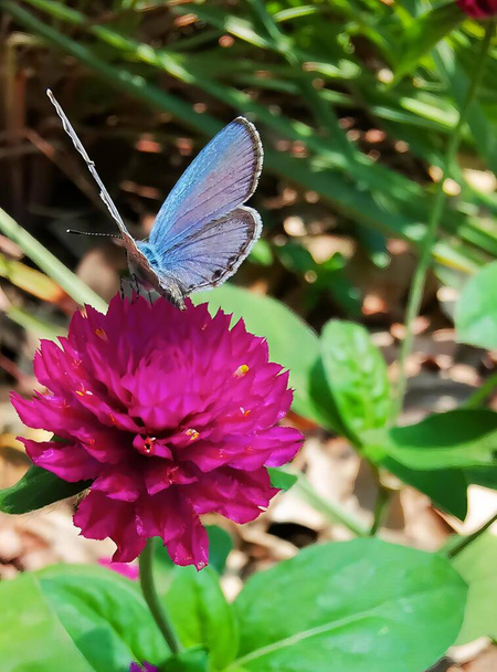 egy fotózás egy pillangó egy virág homályos háttérrel, likaenid pillangó egy rózsaszín virág zöld levelek. - Fotó, kép