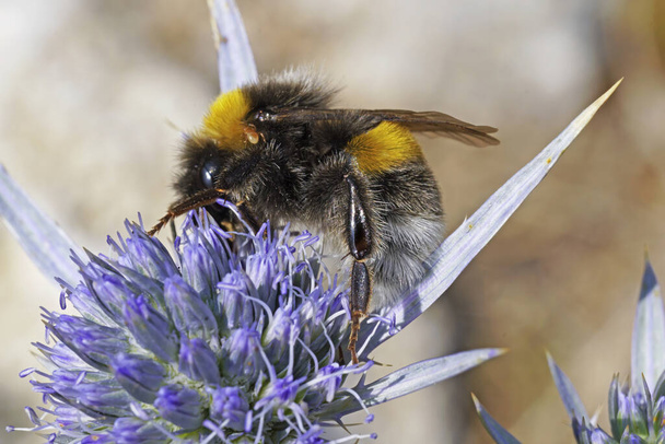 large earth bumblebee on a flower of amethyst eryngo;  Bombus terrestris; Apidae; Eryngium amethystinum, Apiceae - Photo, Image