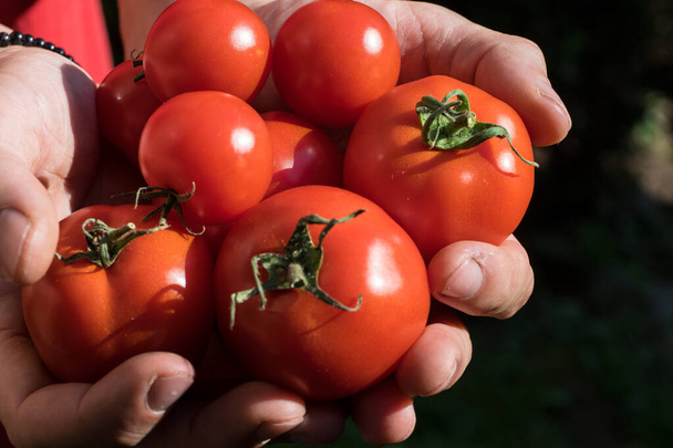 tomates cultivados en un invernadero cosechado por un jardinero - Foto, imagen