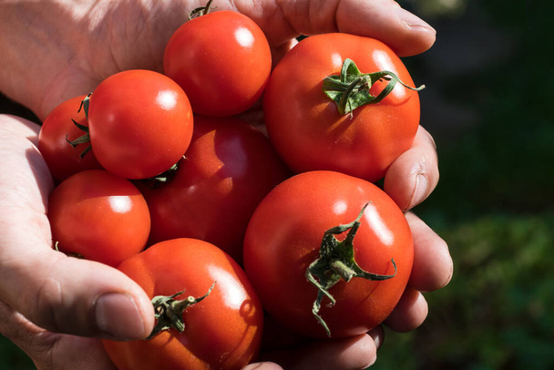 庭師が収穫した温室で育てられたトマトは - 写真・画像