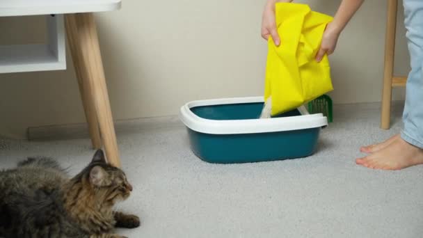 Žena nalije bentonit shluk hlíny vrh do kočičí záchody, kočka se dívá. - Záběry, video