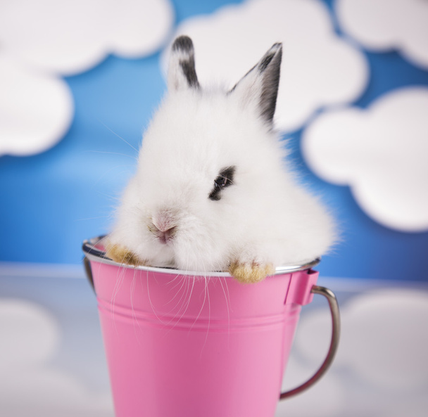 White bunny in the basket - Фото, зображення