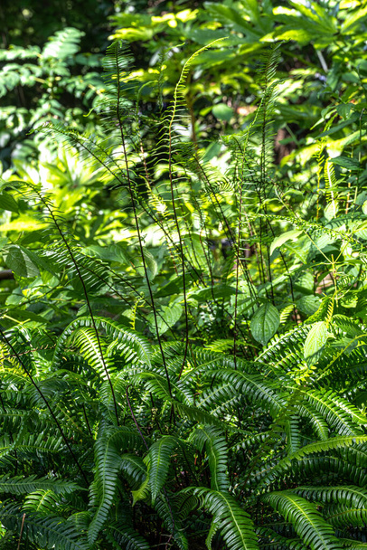 Deer Fern (Struthiopteris spicant, syn. Blechnum spicant) - Photo, Image