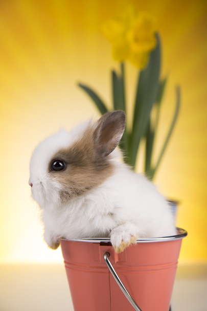Rabbit in a basket, flowers - Фото, зображення