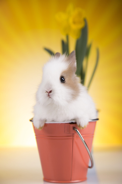 Rabbit in a basket, flowers - Fotografie, Obrázek