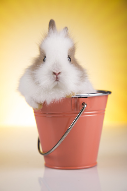Bunny in the bucket - Φωτογραφία, εικόνα