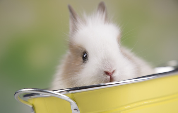 Easter. The bunny - Фото, зображення