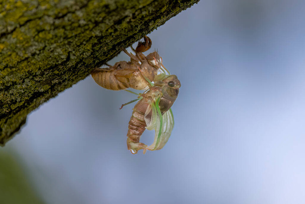 Köpek günü ağustos böceği (neotibicen canicularis). Yetişkin böcek dönüşümünün larvanın son evresi. - Fotoğraf, Görsel