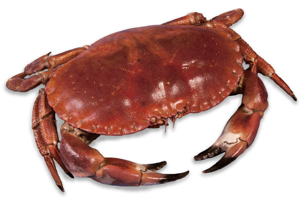 wunderbare rote gekochte Krabbe - Foto, Bild