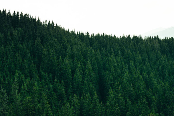 Çam Ağaçları Ormanı Yaban Dağları Çevreciler - Fotoğraf, Görsel