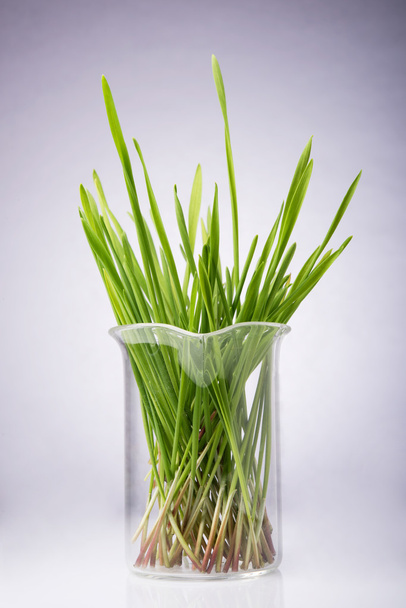 frisch gemähtes Weizengras - Foto, Bild