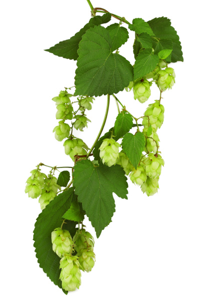 Green twig with mature cones of hop - Photo, Image