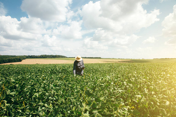 大豆分野の農民 アグロノミスト。 農作物の成長をコントロールする. 豆が付いている緑の大豆. フロントビュー - 写真・画像