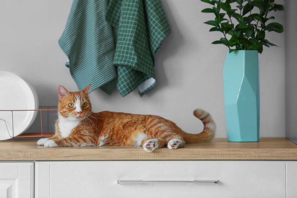 Χαριτωμένο κόκκινο γάτα βρίσκεται στον πάγκο στο φως της κουζίνας - Φωτογραφία, εικόνα
