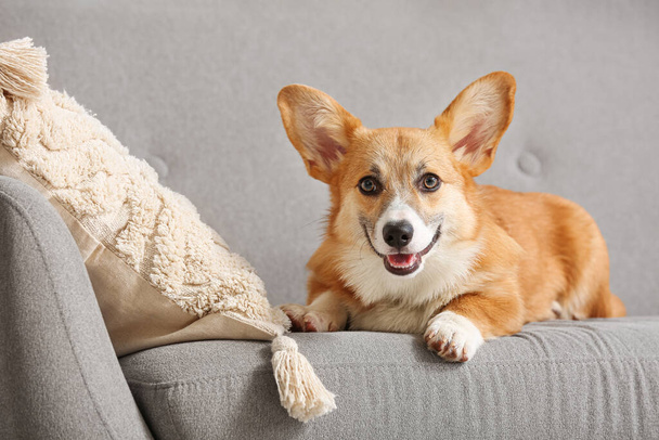リビングルームの灰色のソファーに横たわるかわいいコルジ犬 - 写真・画像