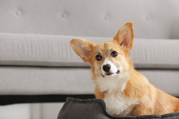 Niedlicher Corgi-Hund liegt im Tierbett neben grauem Sofa - Foto, Bild