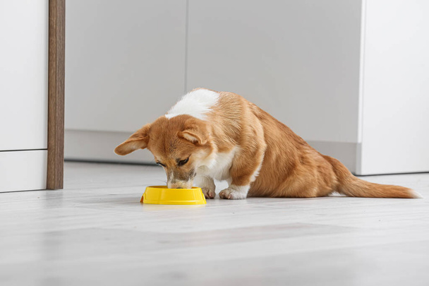 Şirin Corgi köpeği mutfakta kaseden yemek yiyor. - Fotoğraf, Görsel