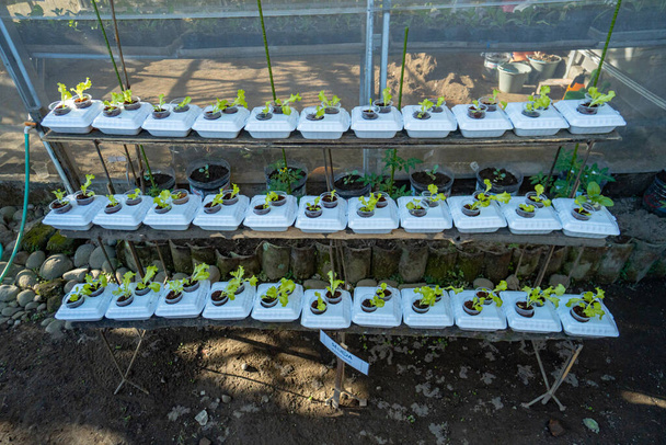 Rzędy sadzonek sałaty z hydroponicznym systemem uprawy w wąskim pomieszczeniu. hydroponiczny system uprawy wykorzystujący używane opakowania styropianowe w ogrodzie przyjaznym dla środowiska - Zdjęcie, obraz