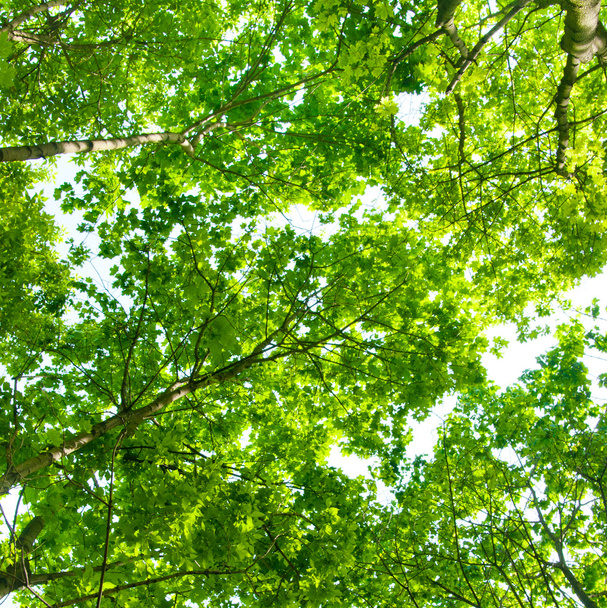Green leaves - Zdjęcie, obraz