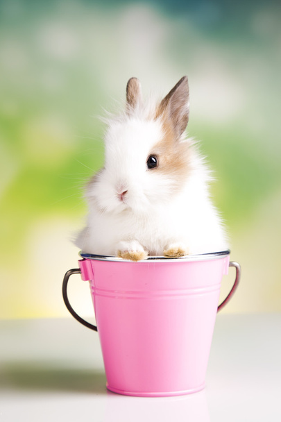 Easter rabbit. Basket - Фото, зображення