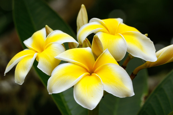 Yellow plumeria flowers - Φωτογραφία, εικόνα