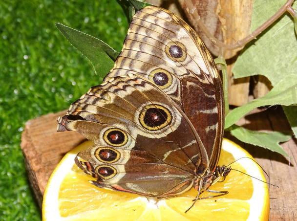 Morpho peleides butterfly on a piece of lemon - Fotografie, Obrázek