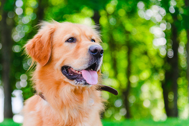 緑の森の背景に草の上に座っているゴールデンラブラドール犬の肖像画.夏の日.閉じる. - 写真・画像