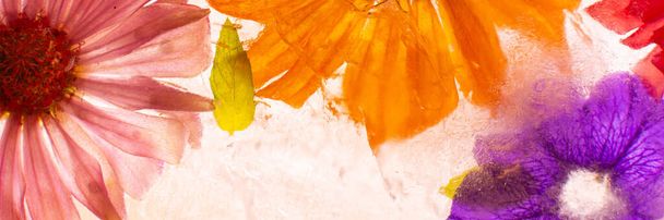 Καλοκαιρινό πανό από κατεψυγμένα λουλούδια σε πάγο, γεράνια και πετούνιες, μέντα και ζίννιες - Φωτογραφία, εικόνα