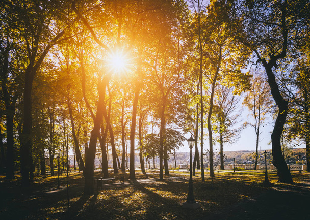 Caduta di foglie nel parco cittadino in autunno dorato. Paesaggio con aceri e altri alberi in una giornata di sole. Vintage film estetico. - Foto, immagini