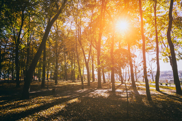 Leaf fall kaupungin puistossa kultaisena syksynä. Maisema vaahterat ja muut puut aurinkoisena päivänä. Vintage elokuva esteettinen. - Valokuva, kuva