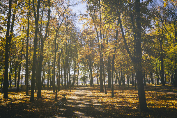 Levél hullik a városi parkban, arany ősszel. Tájkép juharfákkal és más fákkal egy napsütéses napon. Szüreti film esztétikai. - Fotó, kép