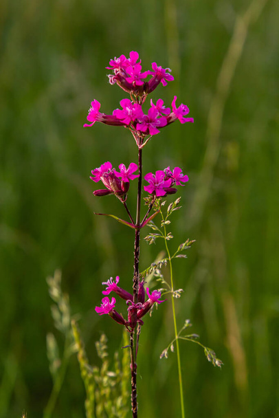 Silene viscaria, Viscaria vulgaris, Caryophyllaceae. Wild plant shot in summer. - Photo, Image