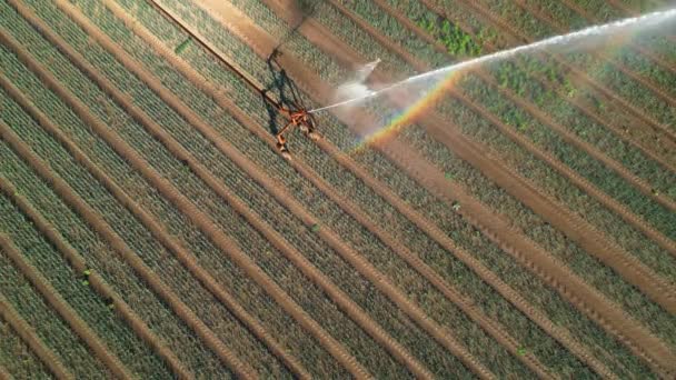 Irrigação com arco-íris sobre um campo agrícola - Filmagem, Vídeo