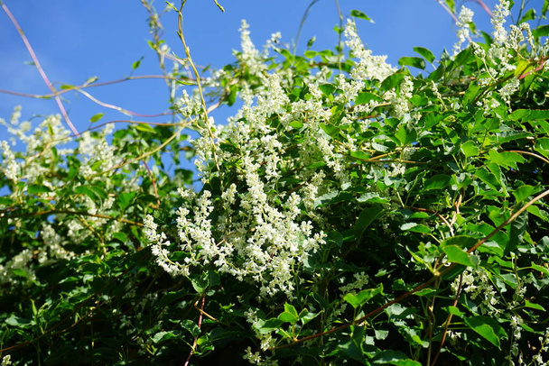 Fallopia baldschuanica blooms in July. Fallopia baldschuanica, syn. Fallopia aubertii, Polygonum baldschuanicum, is an Asian species of flowering plant in the knotweed family. Berlin, Germany  - Photo, Image