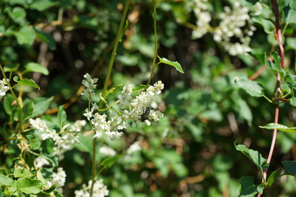 De vlieg Sarcophaga carnaria zit in juli op de witte bloemen van Fallopia baldschuanica. Sarcophaga carnaria is een vliegensoort uit de familie van de vleesvliegen (Sarcophaga). Berlijn, Duitsland  - Foto, afbeelding