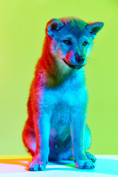 Siedzenie i patrzenie w kamerę. Cute little red Shiba Inu dog, uroczy zwierzak pozowanie w studio nad tłem w neonowym świetle. Wygląda na szczęśliwą i zachwyconą. Materiały tematyczne dotyczące zwierząt - Zdjęcie, obraz