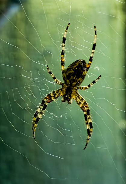 Dişi Araneus Cavaticus bir ağ üzerinde. Çapraz örümcekler gececidir. Bulanık yeşil arkaplan. - Fotoğraf, Görsel