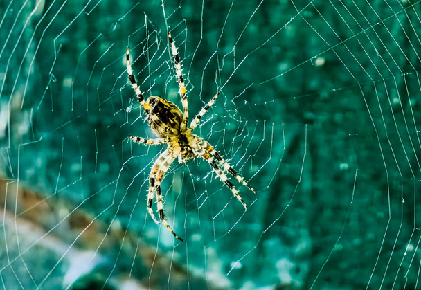 Женщина Araneus cavaticus в паутине. Кросс-пауки ночные. Размытый зеленый фон. - Фото, изображение