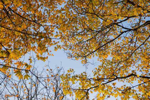 Oranje gele herfstbladeren op hemelse achtergrond. Herfstseizoen, oktober, november tijd. - Foto, afbeelding
