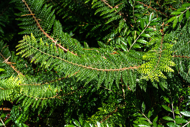 Heggenvaren Polystichum setiferum Mossy Mama - Foto, afbeelding