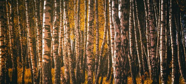 Rangées de bouleaux aux feuilles dorées en automne doré, éclairées par la lumière du jour. Esthétique du film vintage. Paysage. - Photo, image