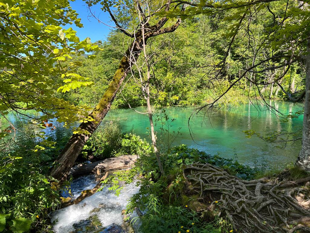 Nationaal park Plitvice-meren (UNESCO) - Plitvica, Kroatië of Slikoviti krajobrazi i prekrasni motivi u nacionalnom parku Plitvicka jezera - Plitvice, Hrvatska - Foto, afbeelding