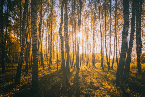 Bosque de abedul con hojas doradas en otoño dorado, iluminado por el sol al atardecer o al amanecer. Estética de la película vintage. Paisaje. - Foto, Imagen