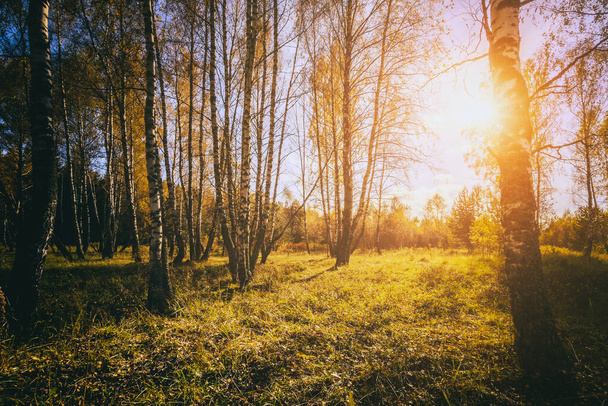 Birch grove with golden leaves in golden autumn, illuminated by the sun at sunset or dawn. Aesthetics of vintage film. Landscape. - Photo, Image