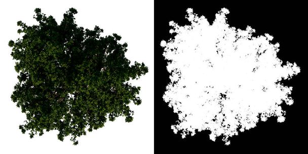 Üst Görünüm Ağacı Ergen Negundo Akçaağaç 3 beyaz arkaplan alfa png 3D Görüntü İlüstrakyonu 3B - Fotoğraf, Görsel